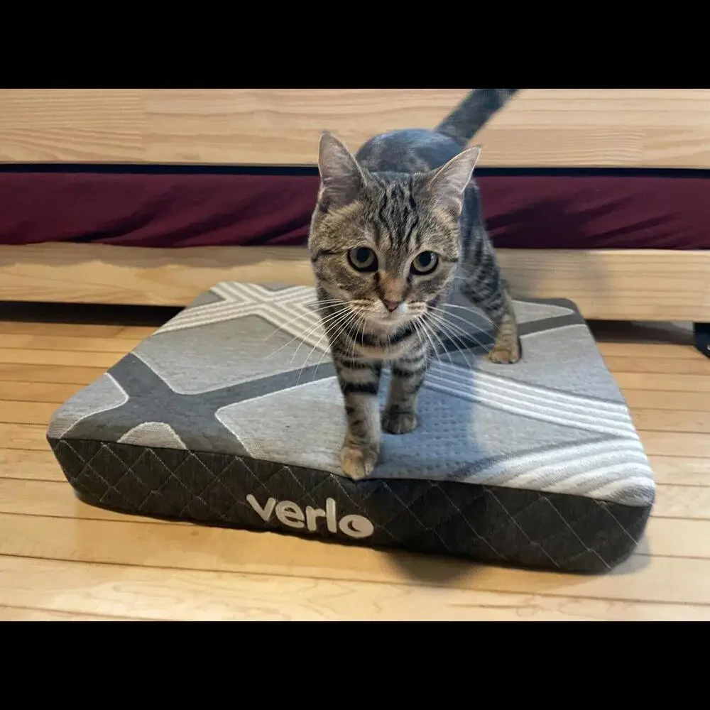 Verlo Mattress for Pets Size Small V5 Pet Dog/Cat Bed